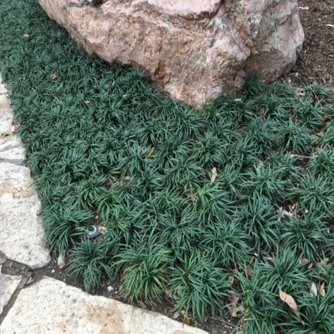 Lawn Substitute, Variegated Liriope, Ophiopogon Japonicus, Monkey Grass, Black Mondo Grass, Small Terrarium, Ground Covers, Grasses Landscaping, Evergreen Plants