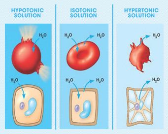 IV Solution Chart: Hypotonic, Isotonic, and Hypertonic Solutions. The tonicity of the solution impacts the cells. Hypotonic solution causes excess H2O to enter the cell, potentially causing the cell to lyse. Hypertonic solution causes H20 to leave the cell, leading to flaccidity. Isotonic promotes fluid balance between the intracellular and extracellular area. Hypotonic Solutions, Hypertonic Solution, Electrolyte Imbalance, Iv Solutions, Nursing Study Tips, Animal Cells, Nursing Mnemonics, Iv Fluids, Nursing School Survival