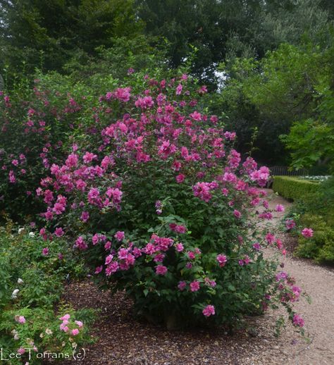 Double Althea Shrub, can be made into a tree as well. Flowering Shrubs For Shade, Evergreens For Shade, Spring Blooming Trees, Hibiscus Bush, Texas Landscaping, Texas Plants, Texas Native Plants, Plants Under Trees, Bushes And Shrubs