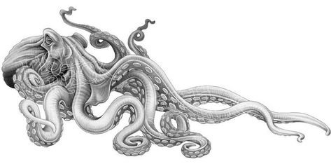 The Kracken, Ocean Creatures Art, Octopus Sketch, Fishing Stickers, Octopus Tattoo Sleeve, Kraken Tattoo, Boat Graphics, Octopus Drawing, Octopus Tattoo Design