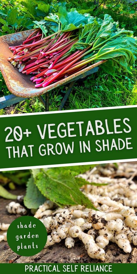 20+ Perennial Vegetables That Grow in Shade: Organic Gardening Tips - When it comes to spring gardening, it can be difficult to find vegetables that will grow in shade. But there are actually more shade-tolerant vegetables than you think! Here are 20+ perennial vegetables that can thrive in either full or partial shade. From chives to hostas, and broccoli – these shade-loving plants are sure to turn your edible garden into a vibrant paradise. What Grows In Shade, Perennial Vegetable Garden Ideas, Shade Food Garden, Edible Shade Garden, Shade Fruit Plants, Edible House Plants, Perennial Food Garden, Shaded Vegetable Garden, Shade Tolerant Vegetables