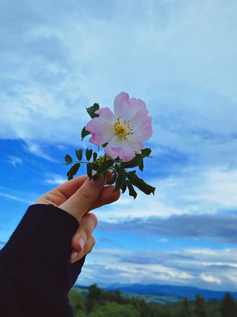 Dark Angel Wallpaper, Dior Flowers, Flowers Dp, Hands Holding Flowers, Cute Profile, Dark Background Wallpaper, Nature Photography Flowers, Hand Hold, Pretty Wallpapers Tumblr