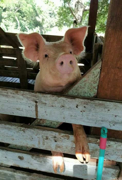 Cute Pig Wallpaper Iphone, Cute Pig Wallpaper, Pig Showing, Photos Animals, Med Vet, Pig Wallpaper, Country Aesthetic, Farm Sanctuary, 2024 Ideas