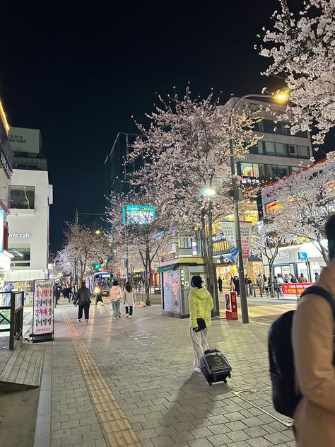 south korea, street view, nights in korea, cherry blossoms, streets of korea, korean, seoul, flowers Korean Seoul, Korea Street, Cherry Blossom Festival, Korea Travel, Korean Street, Dream City, Seoul Korea, City View, Cherry Blossoms