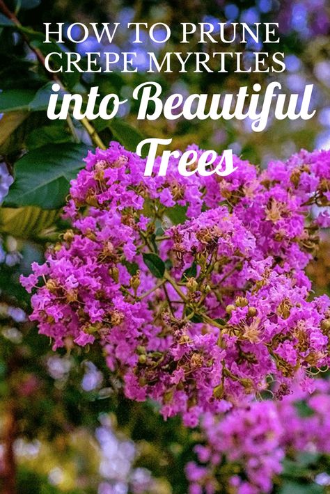 Trimming Crepe Myrtles Trees, How To Prune Crape Myrtle Trees, How To Trim Crepe Myrtles, When To Trim Crepe Myrtle, Crape Myrtle Tree Care, Crete Myrtle Tree, Crepe Myrtle Landscaping Front Yards, Trimming Crepe Myrtles, Pruning Crepe Myrtles