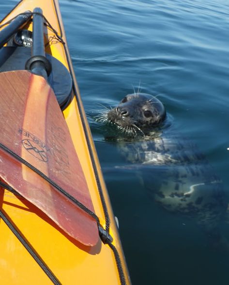 North Sea Aesthetic, Kayak Aesthetic Photos, Kayaking Aesthetic, Kayaking With Orcas, Kayaking Aesthetic Lake, Clear Kayak Aesthetic, Ocean Kayaking, Double Kayak, Ocean Kayak