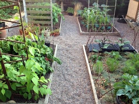 Vegetable Garden Path Ideas, Vegetable Garden Path, Raised Veg Beds, Garden Pathways, Edible Gardens, Vegetable Patch, Veg Patch, Vegetable Bed, Path Ideas