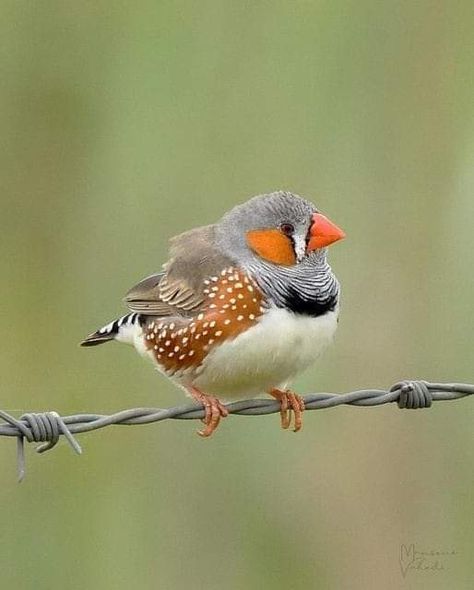 Felted Knitting, Zebra Finches, Zebra Finch, Black And White Birds, Animals To Draw, Animal Study, Bird Quilt, Tiny Bird, Bird Photos