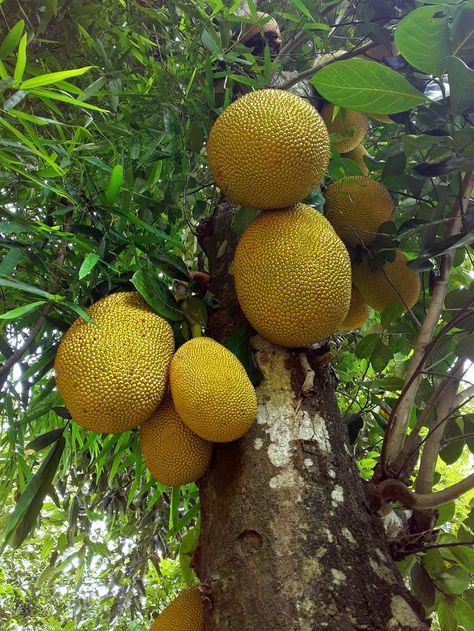 Crispy Jackfruit, Fried Jackfruit, Jackfruit Fried Chicken, How To Cook Fresh Jackfruit, Pizza Fruit, Jackfruit Seeds, Ripe Jackfruit, Raw Jackfruit, Jackfruit Tree