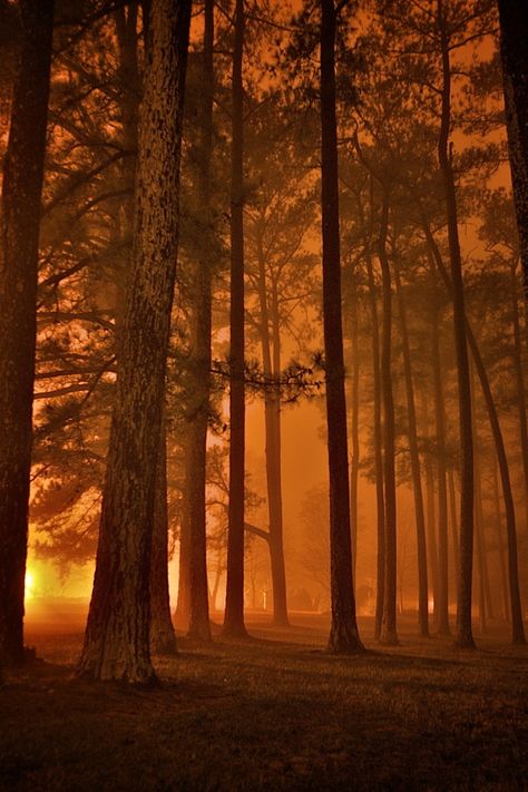 Fog Forest, Athens, Alabama photo via earthy