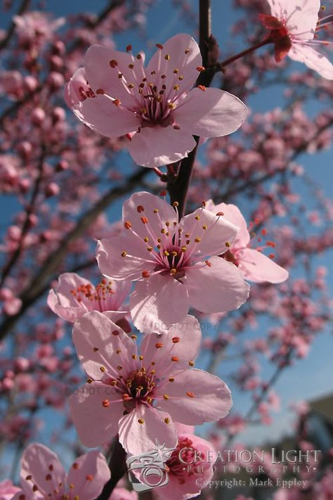 Ornamental Cherry, Japanese Blossom, Flowering Cherry Tree, Cherry Blossom Japan, Japanese Tree, Blossom Garden, Cherry Blossom Art, Cherry Trees, Cherry Blossom Tattoo