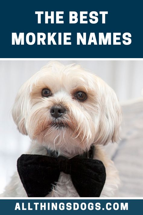 The Morkie is a bundle of energy with a friendly and loving personality. Underneath that playful independent personality is a true designer lap dog. Thus you can use some of these personality traits to come up with some great Morkie names. Read on for more ideas.  #morkie #morkienames #malteseyorkiemix Morkie Haircuts, Maltese Yorkie Mix, Morkie Dogs, Loving Personality, Best Dog Names, Female Dog Names, Morkie Puppies, Yorkie Mix, Yorkie Poo