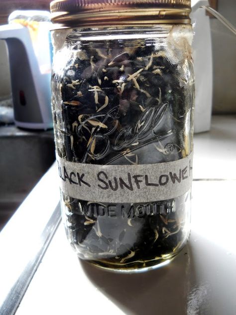 Growing sunflower sprouts for chickens Alisha's Homesteading Blog Grow Sprouts For Chickens, Sprouting Grains For Chickens, Best Seeds For Chicken Fodder, Sprouting Sunflower Seeds For Chickens, Sunflower Seedlings, Growing Sprouts, Meal Worms, Black Oil Sunflower Seeds, Growing Sunflowers