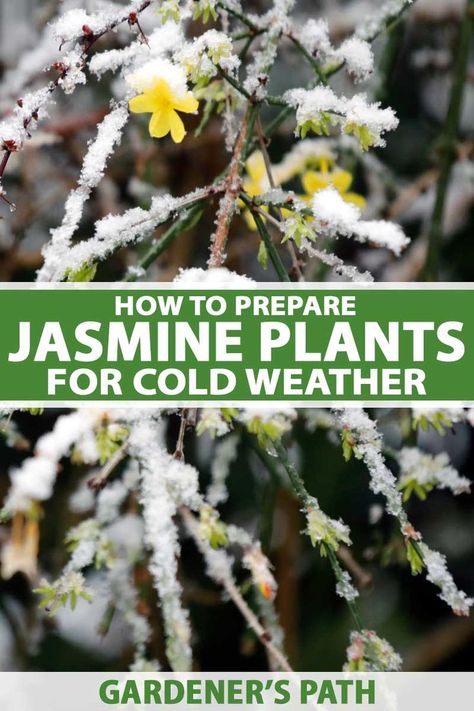 A close up vertical image of yellow jasmine flowers covered with a light dusting of frost and snow in winter pictured on a soft focus background. To the center and bottom of the frame is green and white printed text. Winter Jasmine, Vegetable Benefits, Jasmine Plant, Harsh Winter, Overwintering, Growing Plants Indoors, Ornamental Plants, Winter Weather, Miniature Garden