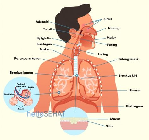 Black Wallpaper Iphone, Respiratory System, Respiratory, Ipa, Anatomy