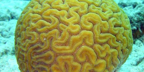 Brain coral Great Barrier Reef disappearing. 01/29/19 - Yellow Brain Coral Brain Coral, Cnidaria, Fauna Marina, Sea Anemone, Ocean Floor, On The Ocean, Sea Coral, Underwater Life, Aquatic Animals