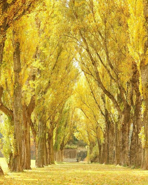 Yellow Spring Road Japan, Yellow Trees Aesthetic, Kyoto Bamboo Forest, Bamboo Forest Kyoto, Yellow Mountains China, Poplar Tree, Ginkgo Tree, Virtual Travel, Forest Park