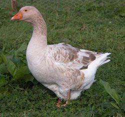 American Buff geese are larger than the Sebastopols, and have brown feathers, hazel eyes and orange feet and beaks. They originated in the USA, mainly from German strains. Buffs are a docile, calm breed, and make very good parents. Farm Geese, Geese Breeds, Homestead Animals, Homesteading Animals, Live Chicken, Raising Farm Animals, Enchanted Cottage, Rural Living, Rare Breed