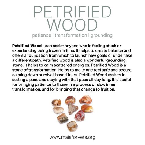 Petrified Wood Meaning, Crystal Magick, Mental Healing, Red Tiger, Gemstone Meanings, Crystal Healing Stones, Spiritual Wellness, Frozen In Time, Spiritual Meaning