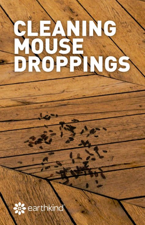 How to Clean Mouse Droppings | Earthkind Diy Mice Repellent, Mouse Deterrent, Repellent Diy, Mouse Poison, Mice Infestation, Getting Rid Of Rats, Rodent Repellent, Mice Repellent, Getting Rid Of Mice