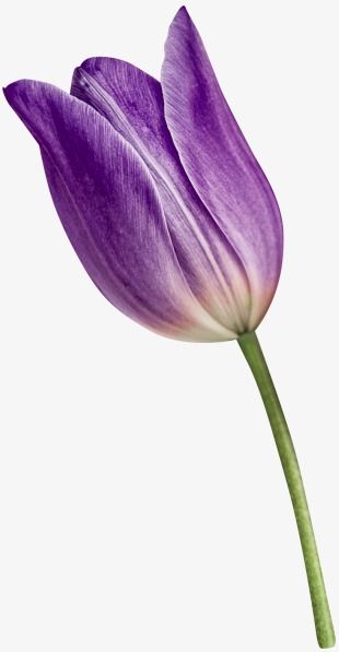 Tulip Flowers Png, Tulip Png, Tulip Clipart, Tulip Painting, Tulips Art, Flower Art Drawing, Flowers Png, Purple Tulips, Watercolor Flowers Paintings