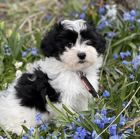 Havanese Black And White, Cavapoo Black And White, Black Havanese Dogs, Begal Puppies, Puppy Black And White, Bolognese Dog, Funny Awards, Puppy Black, Havanese Puppy