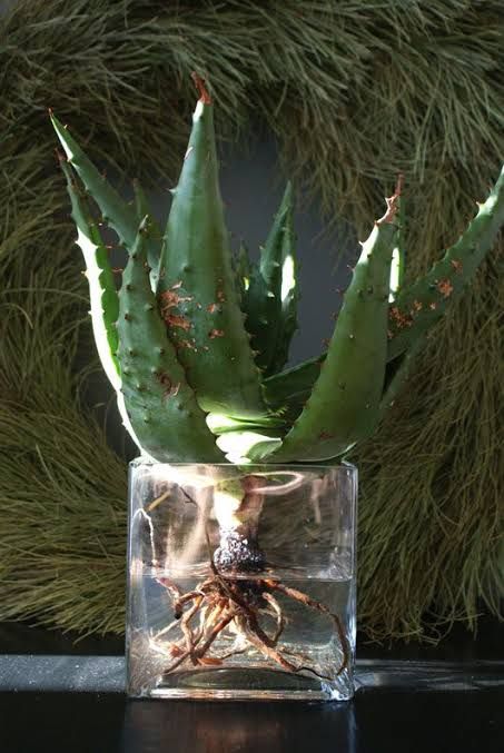 Cactus Centerpiece, Succulents In Glass, Green Inspiration, Elle Decoration, Rustic Barn Wedding, Home Decor Vases, Cactus And Succulents, Centre Pieces, Flower Centerpieces