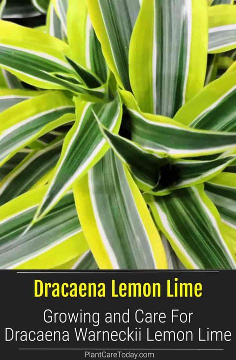 Dracaena Lemon Lime Plant (Warneckii) stunning broad leaves, lemony green edges, easy-to-care houseplant, perennial, rarely grow flowers Lemon Plant Indoor, Dracaena Plant Care Houseplant, Dracaena Lemon Lime, Dracena Warneckii, Dracena Plant Care, Dracena Lemon Lime, Warneckii Plant, Corn Plant Indoor Care, Lemon Lime Dracaena Plant