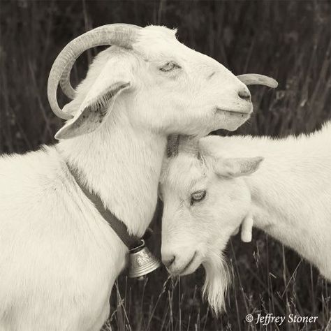 Goat Photography, Milk Goats, Goat Picture, Goat Paintings, Roan Mountain, Goat Art, The Appalachian Trail, Cattle Farming, Animal Study