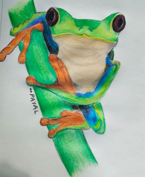 Hopping into the world of colors 🐸✏️ #FrogSketch #ArtisticVibes #artist #frog #wildlife Frog Sketch, Red Eyed Tree Frog, Prismacolor Art, Frog Drawing, Castle Art, Frog Art, Tree Frog, Colored Pencil Drawing, Prismacolor Pencils