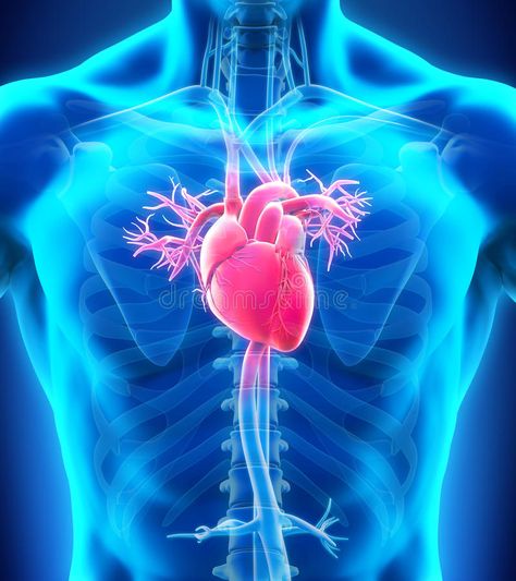 Heart Arteries, Human Heart Anatomy, Heart Hospital, Clogged Arteries, Heart Anatomy, Heart Muscle, 26 November, Medical Laboratory, American Heart Association