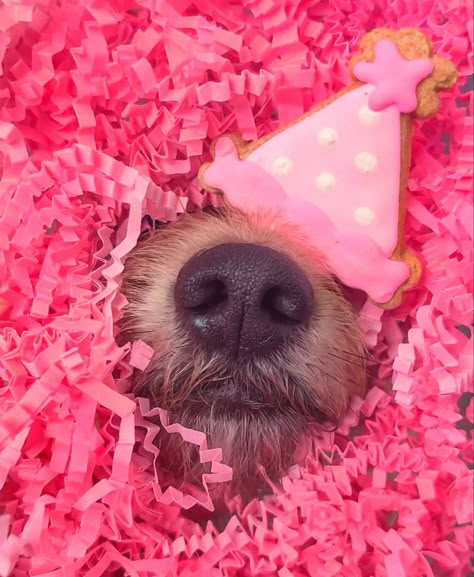 Pink Dog Photoshoot, Doggie Birthday Photoshoot Ideas, Dog 3rd Birthday Photoshoot, Diy Dog Birthday Photoshoot Ideas, Dogs 1st Birthday Photoshoot, Dog Bday Photoshoot, Dogs First Birthday Photo Shoot, Dog Second Birthday, Dog First Birthday Pictures