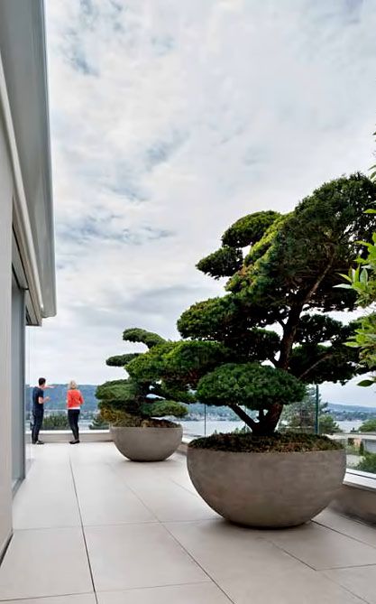 Architectural Plants, Potted Plants Outdoor, Outdoor Gardens Design, Rooftop Garden, Terrace Garden, Zen Garden, Front Garden, Modern Garden, Japanese Garden