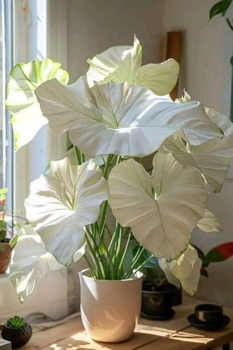 Cool Houseplants, Rare Houseplants, Household Plants, Inside Plants, Plant Decor Indoor, House Plants Decor, Colorful Plants, House Plants Indoor, Pretty Plants