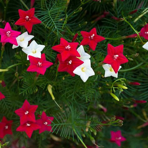 Cypress Flower, Cypress Vine, Garden Growing, Soil Ph, Growing Tips, Types Of Soil, Flower Seeds, Garden And Yard, Horticulture