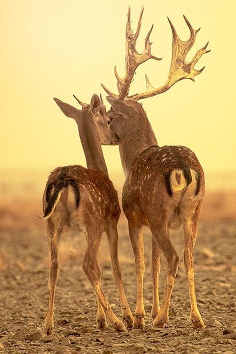 Deer love #Deer #Stag #Animals Hirsch Tattoo Frau, Fallow Deer, Deer Family, Animal Planet, Animal Photo, Nature Animals, Spirit Animal, Beautiful Creatures, Animal Kingdom