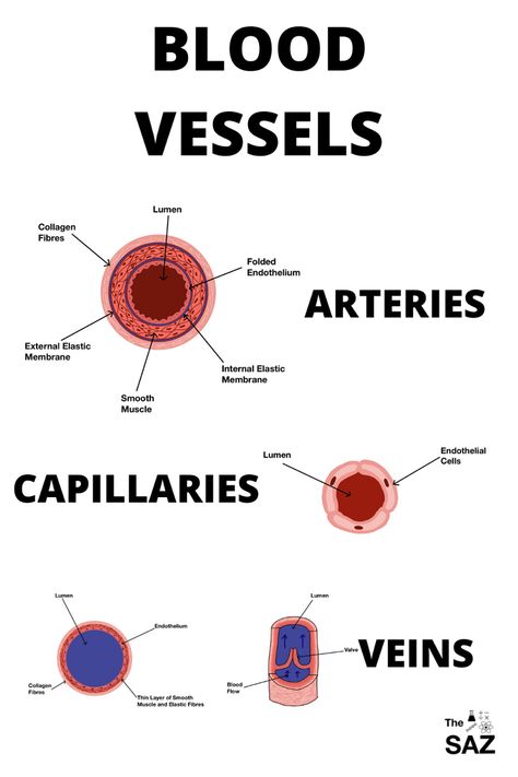 Learn Biology, Study Biology, Basic Anatomy And Physiology, Nurse Study Notes, Nursing Student Tips, Biology Facts, Medical Student Study, Medicine Student, Nursing School Studying