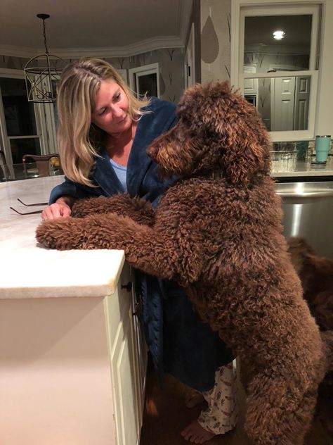 Labradoodle Chocolate, Chocolate Labradoodle Puppy, Brown Labradoodle, Chocolate Labradoodle, Goldendoodle Grooming, Chocolate Dog, Airedale Dogs, Labradoodle Goldendoodle, Coco Jones