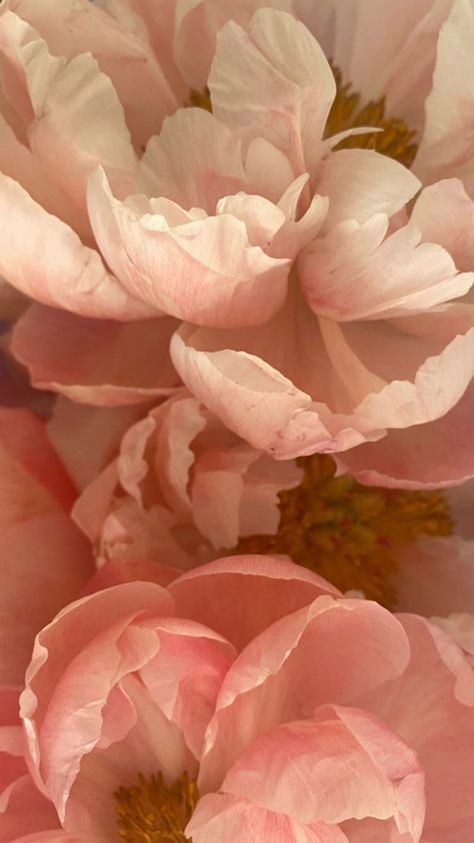 Romantic Flowers Aesthetic, Filter Photography, Yellow Nature, Inspiration Wallpaper, Peach Peonies, Camellia Japonica, Wallpaper Inspiration, Peach Aesthetic, Airbrush App