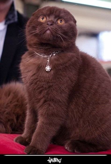 Chat Cute, Scottish Fold Cats, Cool Animals, Scottish Fold Kittens, Scottish Fold Cat, Fold Cat, Dream's Cat, Fancy Cats, Kitten Care