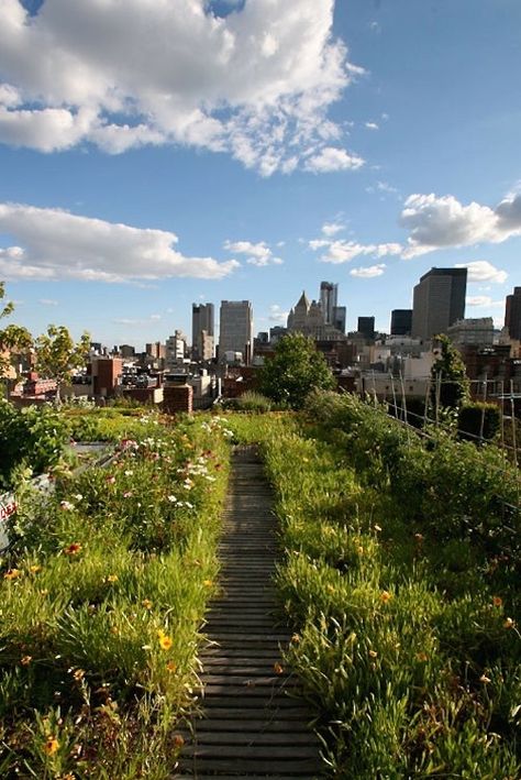 Beautiful green roof in New York City, the mix of skyscrapers buildings, sunny sky and greenery is just amazing!  Goode Green green roof wildflower meadow NYC; Gardenista Rooftop Garden Urban, Green Roof Design, Funny Vine, Rooftop Gardens, Green City, Rooftop Garden, Apartment Garden, Urban Farming, Roof Terrace