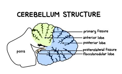 Cerebellum Functions, Cerebellum Anatomy, Cognitive Functions, Alcohol Use Disorder, Cerebral Cortex, Brain Structure, Brain Tissue, Dark Underarms, Parts Of The Body