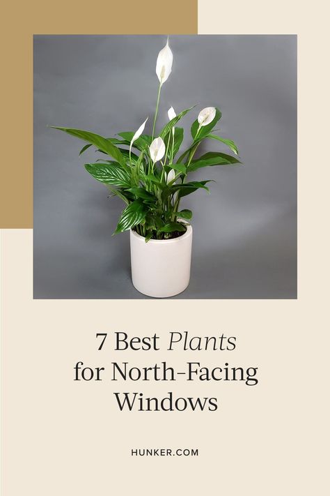 Some exceptional houseplants thrive in this kind of low light situation and would settle in perfectly happily on a north-facing windowsill. Here are seven of our favorite north-facing window plants. #hunkerhome #plants #plantideas #northwindows South Facing Window Plants, North Facing Plants Indoor, Plants For North Facing Gardens, Plants For North Facing Window, Plants For West Facing Window, Plants North Facing Window, North Facing Window, Philodendron Scandens, Room Plants