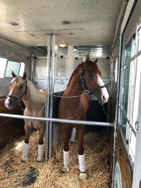 Horse Grooming Kit, Horse Transport, Horsey Life, Ranch Ideas, Horses Equestrian, Equestrian Aesthetic, Horse Aesthetic, Race Horses, Horse Trailers