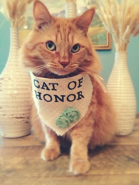 Cat Wedding, Ceremony Dresses, Wedding Pets, Cute Wedding Ideas, Wedding Forward, Cat Accessories, Oui Oui, Wedding Humor, Trendy Wedding