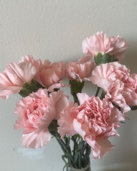 #pink Pretty Pink Flowers Aesthetic, Aesthetic Pink Flowers, Carnation Pink Aesthetic, Pale Pink Carnations, Carnation Pink Color, Dusty Pink Carnation, Pink Monochrome, Pony Wallpaper, Plant Therapy