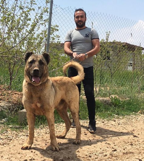 Dog Breed 👉 Sarabi From @mehdiishahrabii 4 years old Old Country 🇮🇷 Sarabi Dog, Livestock Guardian, Animal References, Dog Breed, Dog Breeds, Year Old, Dogs, Quick Saves