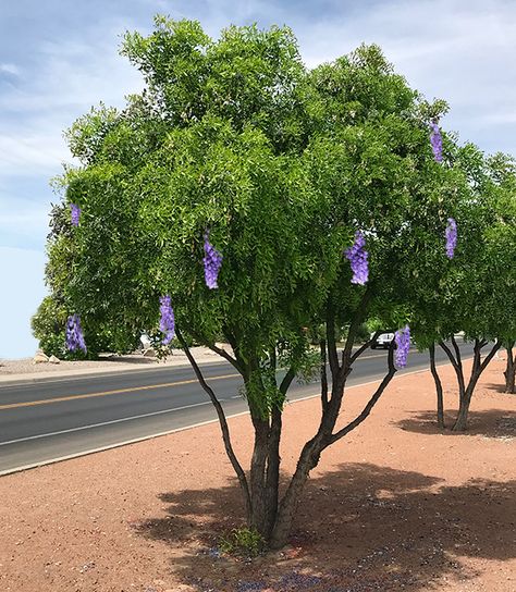 Mountain Laurel Tree, Texas Laurel Tree, Texas Ebony Tree, Texas Mountain Laurel Tree, Texas Trees, White Flowering Shrubs, Texas Mountain Laurel, Texas Landscaping, Laurel Tree