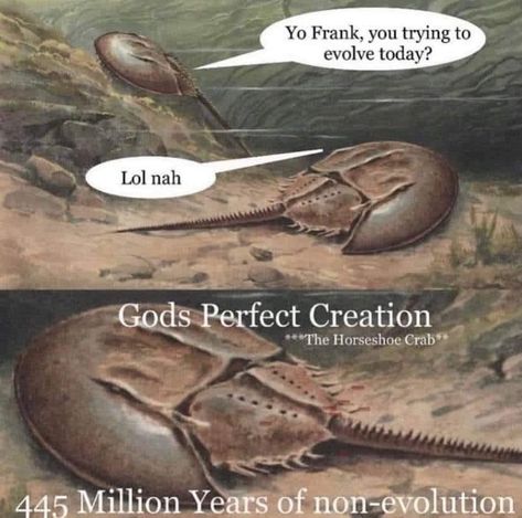 Crab Meme, Art History Memes, Horseshoe Crab, History Humor, In Memes, Prehistoric Animals, Animal Jokes, What’s Going On, Really Funny Pictures