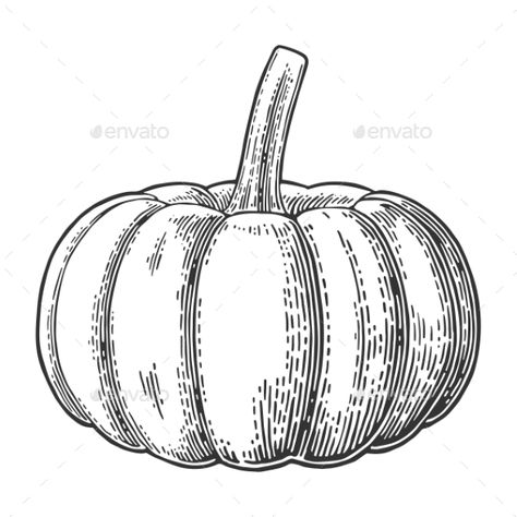 Side View Drawing, Pumpkin Tattoo, Fall Drawings, Pumpkin Drawing, Halloween Symbols, Pumpkin Pictures, Pumpkin Illustration, Vintage Pumpkin, Pumpkin Vector